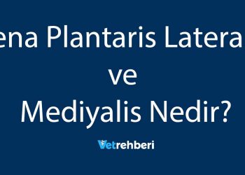 Vena Plantaris Lateralis ve Mediyalis Nedir?