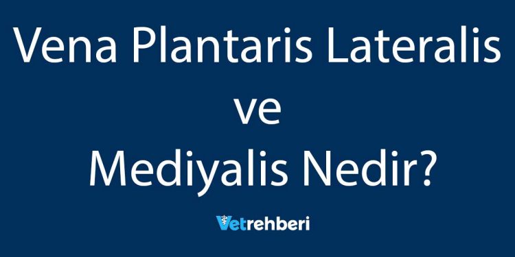 Vena Plantaris Lateralis ve Mediyalis Nedir?