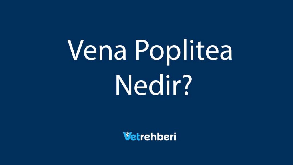 Vena Poplitea Nedir?