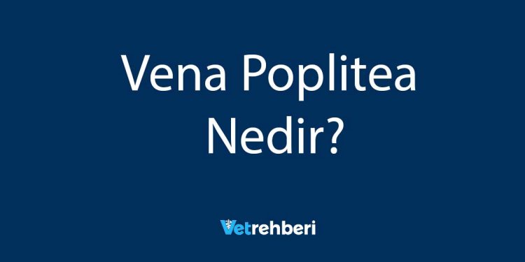 Vena Poplitea Nedir?