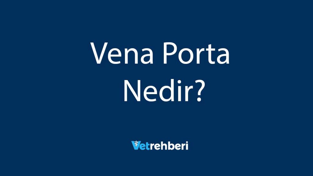 Vena Porta Nedir?