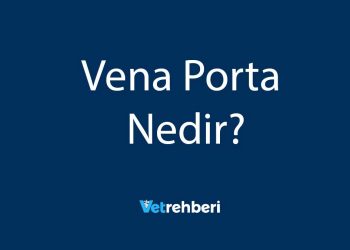 Vena Porta Nedir?