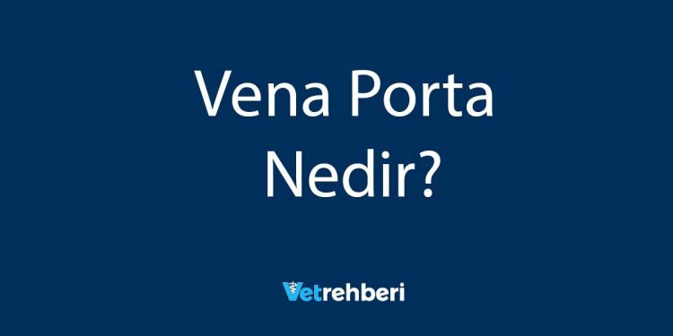 Vena Porta Nedir?