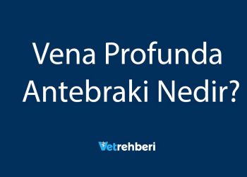 Vena Profunda Antebraki Nedir?