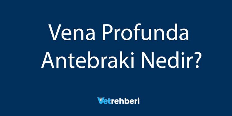 Vena Profunda Antebraki Nedir?