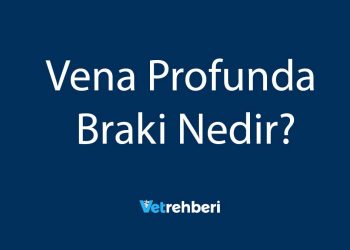 Vena Profunda Braki Nedir?