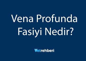 Vena Profunda Fasiyi Nedir?