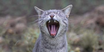 Kedilerde Sık Görülen 8 Diş Problemi