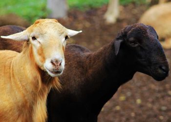 Küçükbaşın Büyük Dertleri