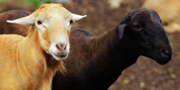 Küçükbaşın Büyük Dertleri