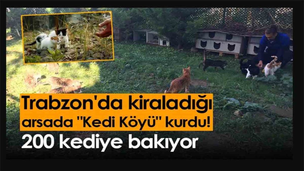 Trabzon'da kiraladığı arsada "Kedi Köyü" kurdu!