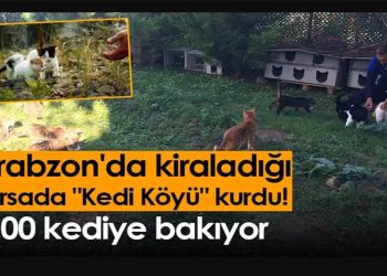 Trabzon'da kiraladığı arsada "Kedi Köyü" kurdu!