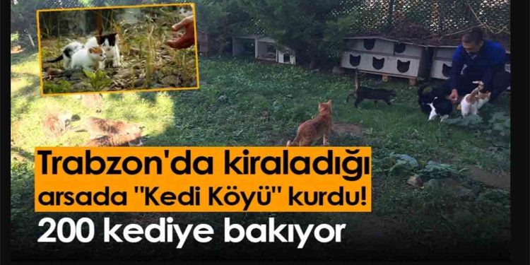 Trabzon'da kiraladığı arsada "Kedi Köyü" kurdu!