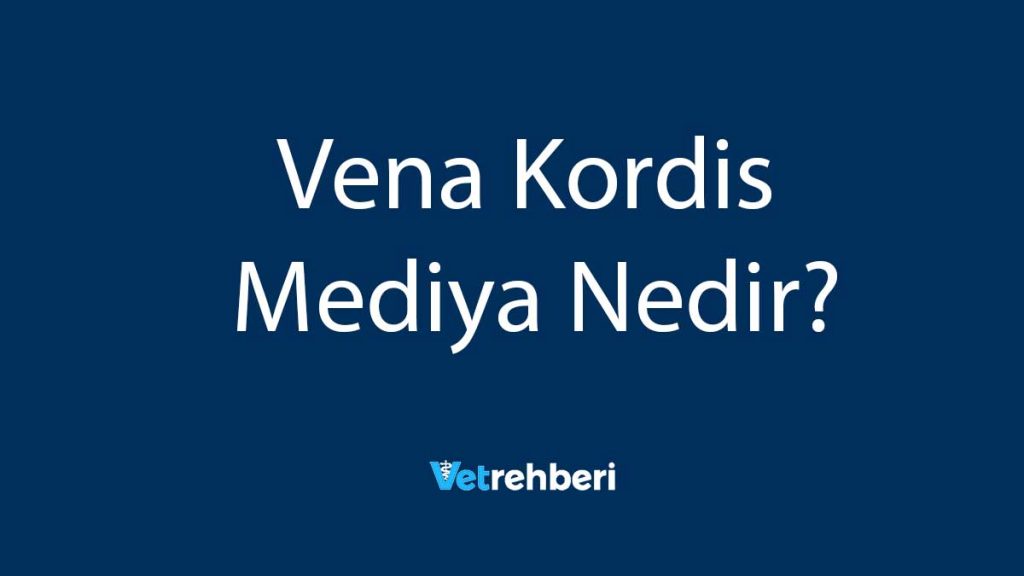 Vena Kordis Mediya Nedir?