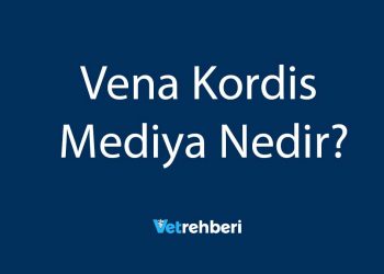 Vena Kordis Mediya Nedir?