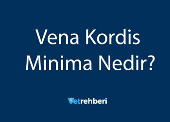 Vena Kordis Minima Nedir?