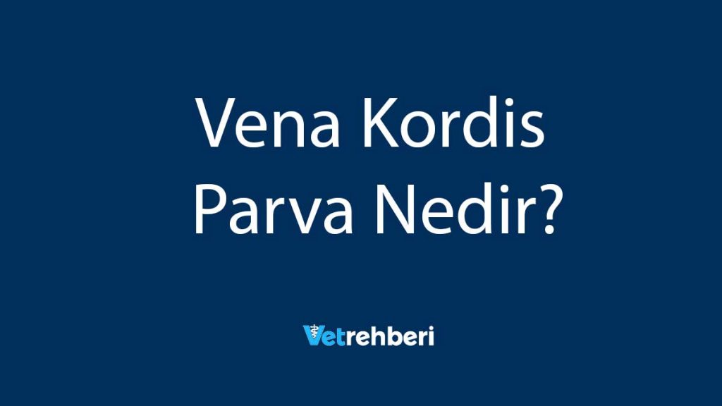 Vena Kordis Parva Nedir?