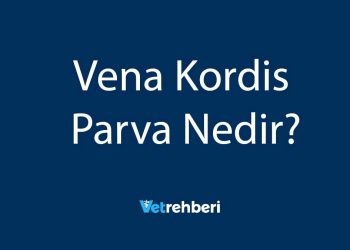 Vena Kordis Parva Nedir?