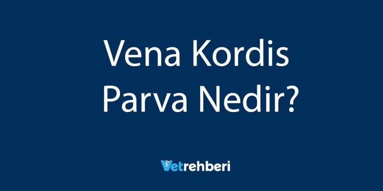 Vena Kordis Parva Nedir?