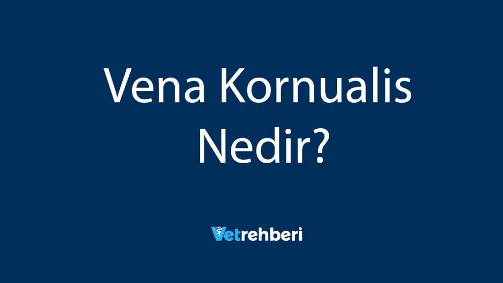 Vena Kornualis Nedir?