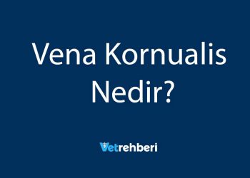Vena Kornualis Nedir?