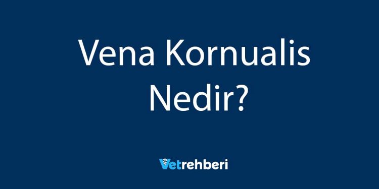 Vena Kornualis Nedir?