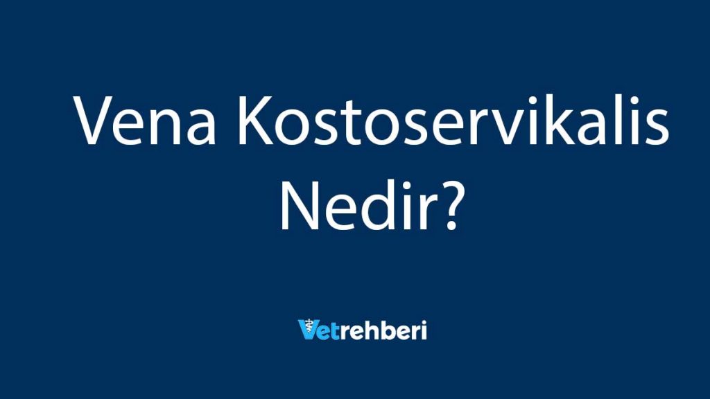 Vena Kostoservikalis Nedir?