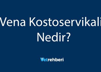 Vena Kostoservikalis Nedir?