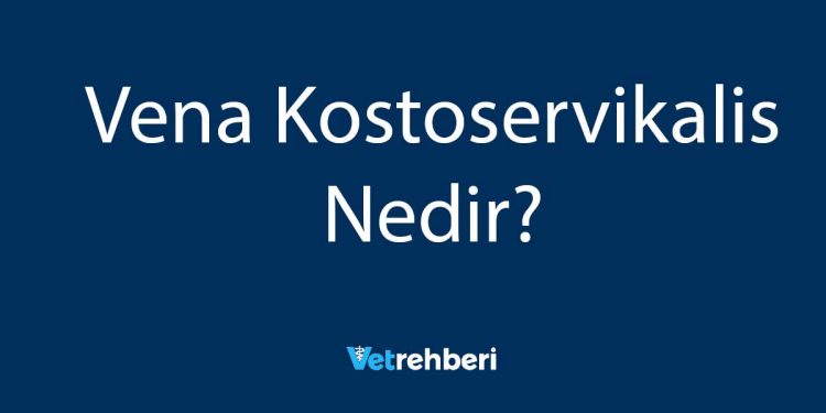 Vena Kostoservikalis Nedir?