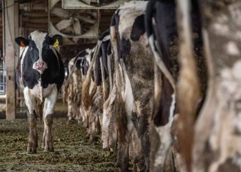 Birinci İktisat Kongresinden Bugüne Türkiye Hayvancılığı