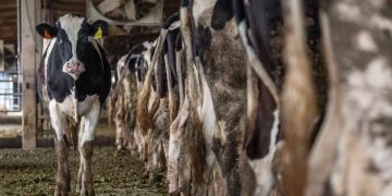 Birinci İktisat Kongresinden Bugüne Türkiye Hayvancılığı