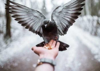 Güvercinlerde Beslenme