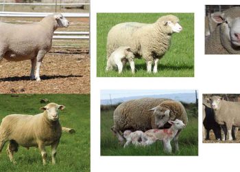 İle de France Koyun Irkı