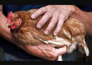 Kanatlılarda Pododermatitis