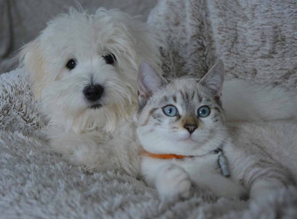 Kedi ve Köpeklerde Beslenmede Sık Yapılan Hatalar