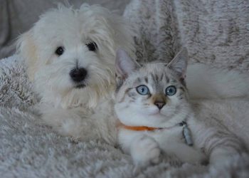Kedi ve Köpeklerde Beslenmede Sık Yapılan Hatalar