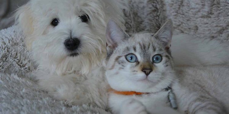 Kedi ve Köpeklerde Beslenmede Sık Yapılan Hatalar