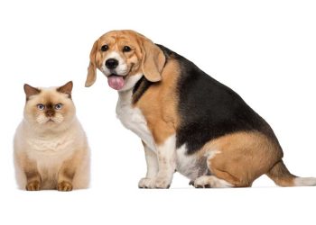 Kedi ve Köpeklerde Obezite
