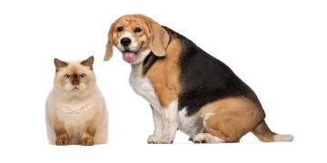 Kedi ve Köpeklerde Obezite