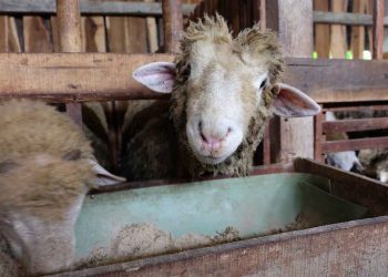 Koyun ve Keçilerde Paraziter Bronchopnömoniler