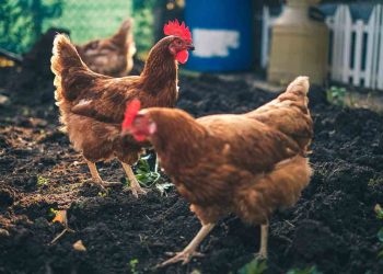 Tavuklarda Kıl Kurtları Enfestasyonu (Capillaria spp.)