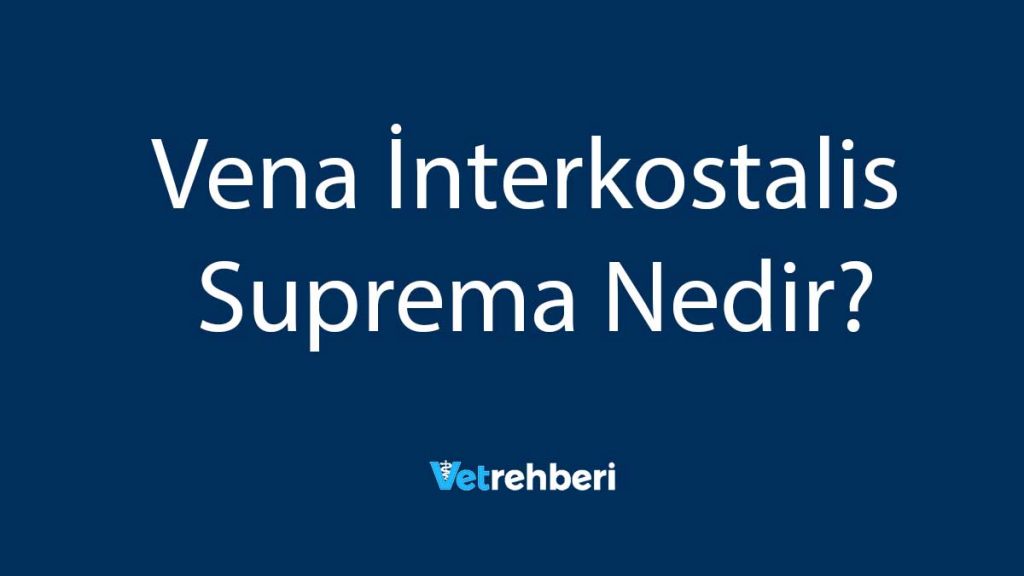 Vena İnterkostalis Suprema Nedir?