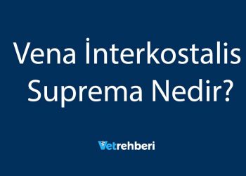 Vena İnterkostalis Suprema Nedir?