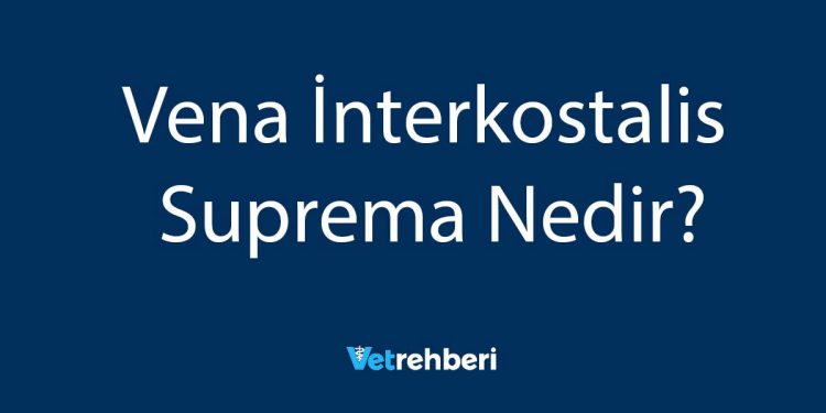 Vena İnterkostalis Suprema Nedir?