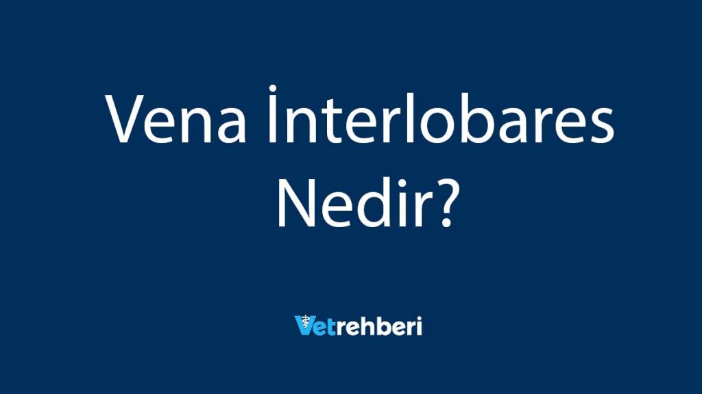 Vena İnterlobares Nedir?