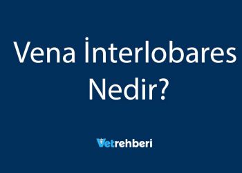 Vena İnterlobares Nedir?