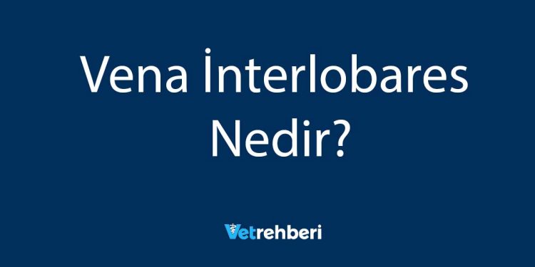 Vena İnterlobares Nedir?