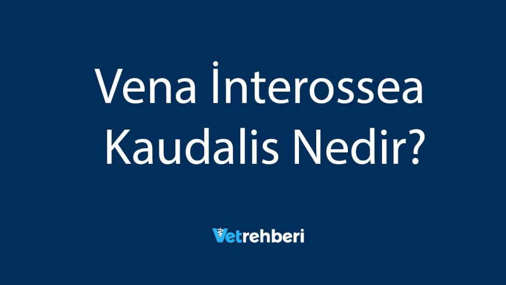 Vena İnterossea Kaudalis Nedir?