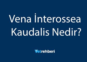 Vena İnterossea Kaudalis Nedir?