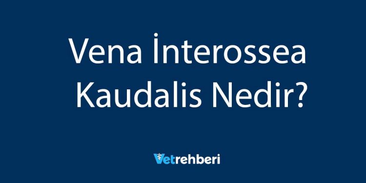 Vena İnterossea Kaudalis Nedir?